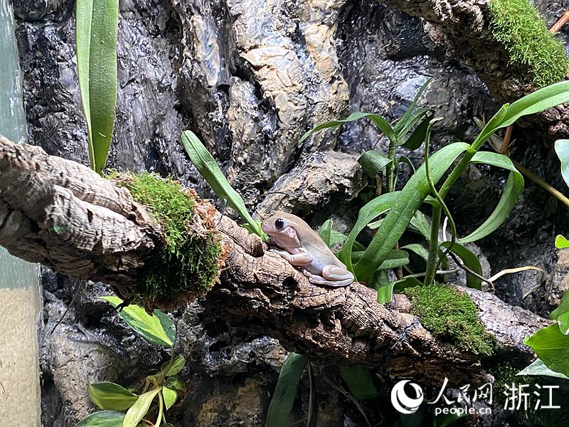 展廳內展示的綠雨濱蛙。人民網 方彭依夢攝