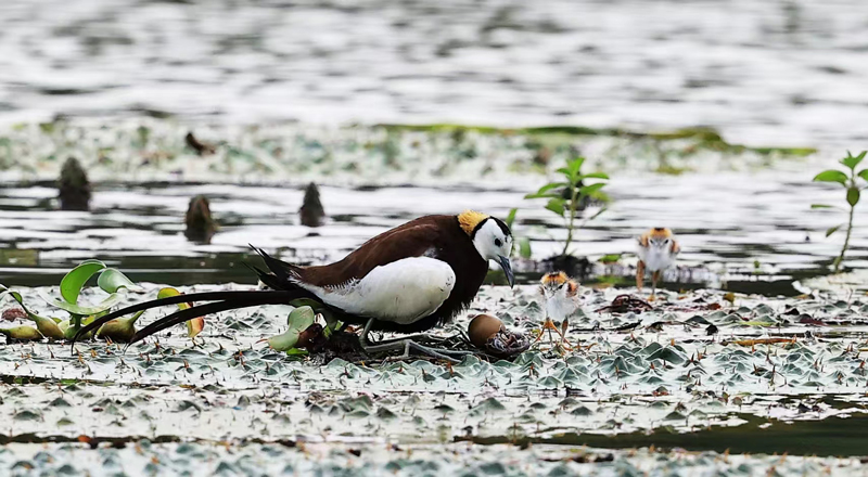 水雉及剛出生的水雉寶寶。施新新攝