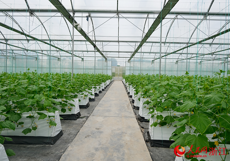 采用“霧培模式”種植的水果黃瓜即將迎來成熟，發往上海。人民網 程欣攝