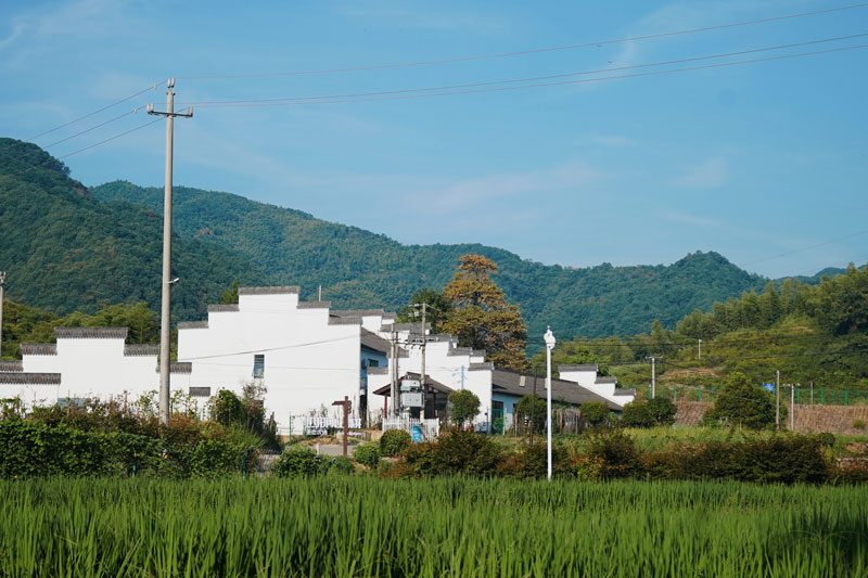 余姚農村迎來越來越多“新農人”。余姚市委宣傳部供圖