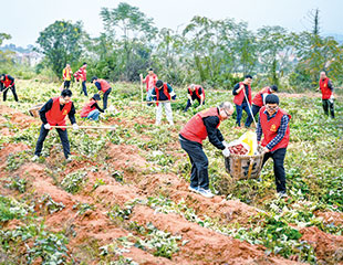 黨員紅薯試驗田獲豐收