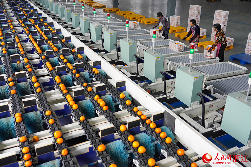 柑橘數字化分選線正在運轉。人民網 章勇濤攝