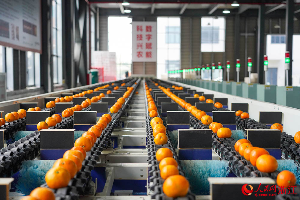 柑橘數字化分選線正在運轉。人民網 章勇濤攝