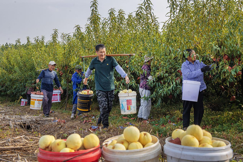 果農們正在搬運冬桃。呂華攝