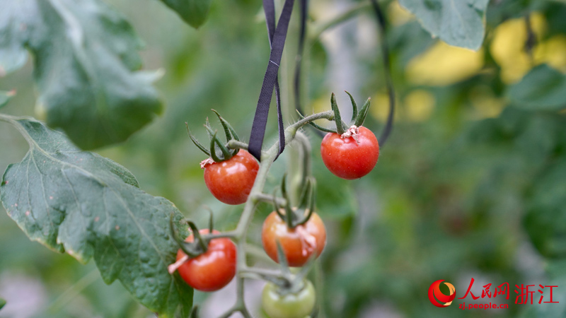 天宮莊園景區里的小番茄即將成熟。人民網記者 郭揚攝