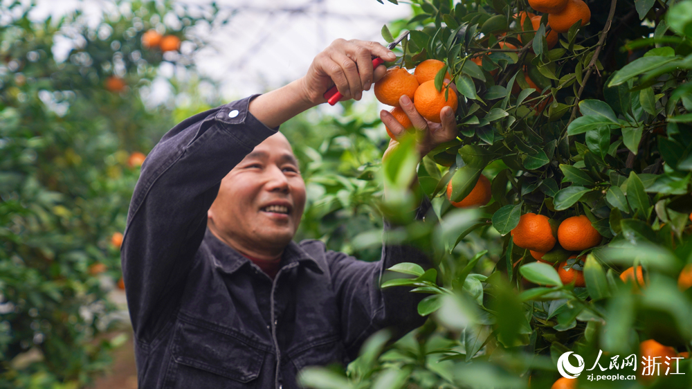 果農采摘成熟的柑橘。人民網記者 郭揚攝