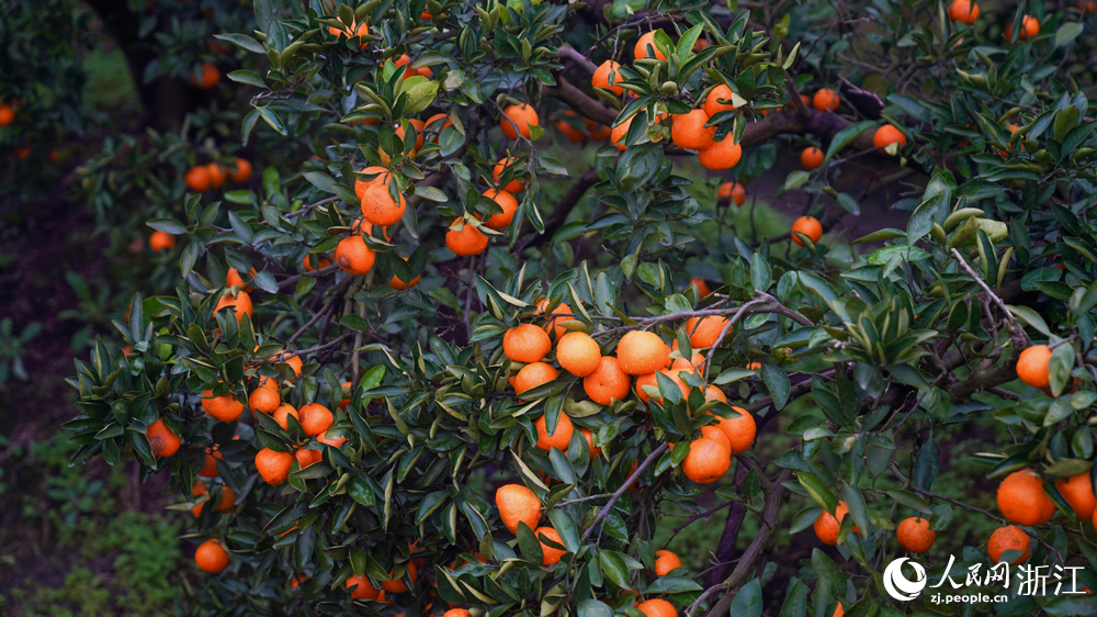 黃巖的柑橘。人民網記者 郭揚攝