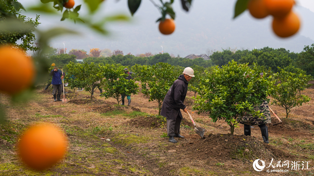 果農們正在施肥。人民網記者 郭揚攝