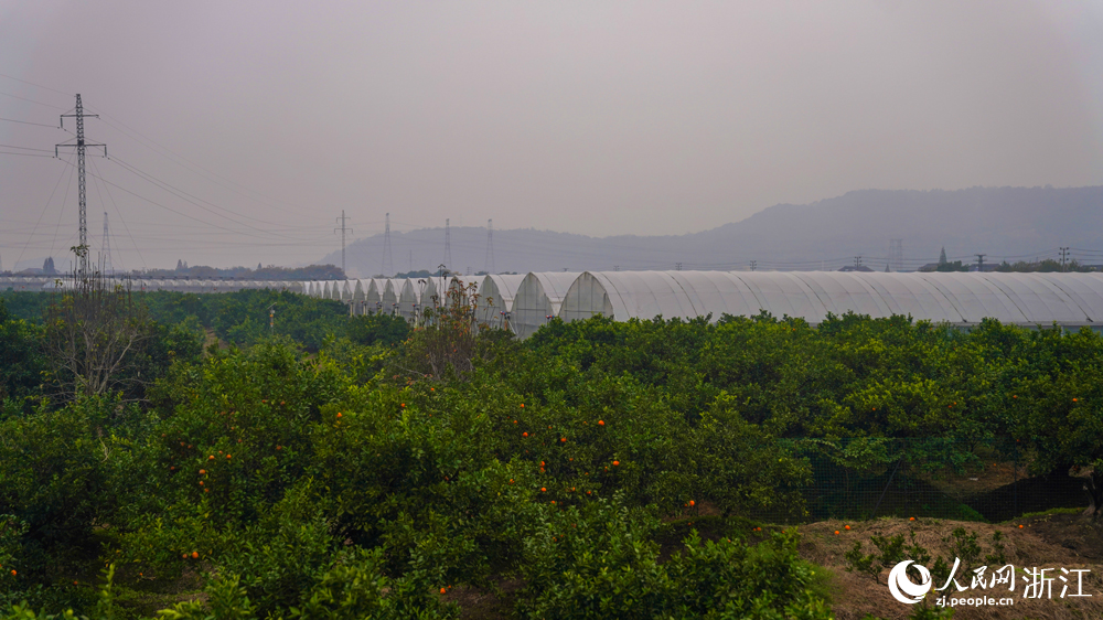 萬畝橘田。人民網記者 郭揚攝