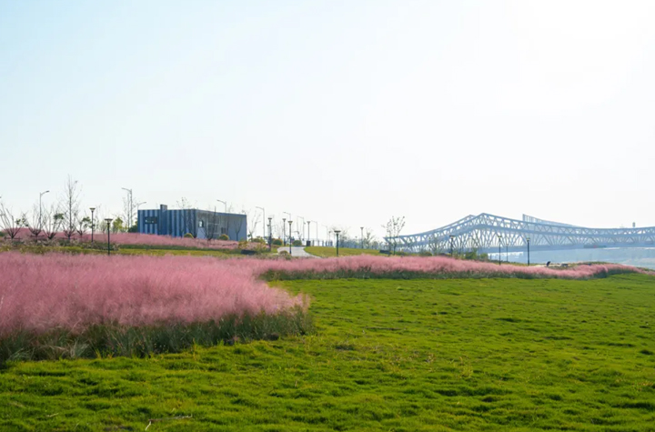 浪漫信安湖！略施“粉黛”，一秒圈“粉”