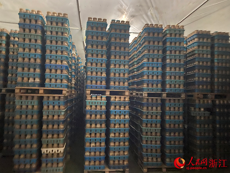 食用菌種植工廠里正在進行發菌環節。 人民網 程欣攝