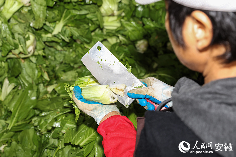 腌制之前，去芯處理。人民網記者 張俊攝