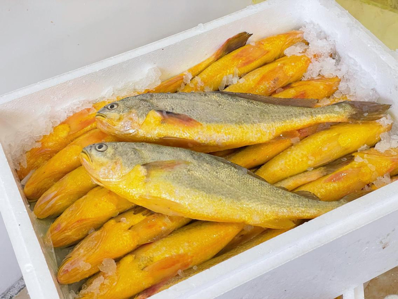 溫州大黃魚。溫州市農業農村局供圖