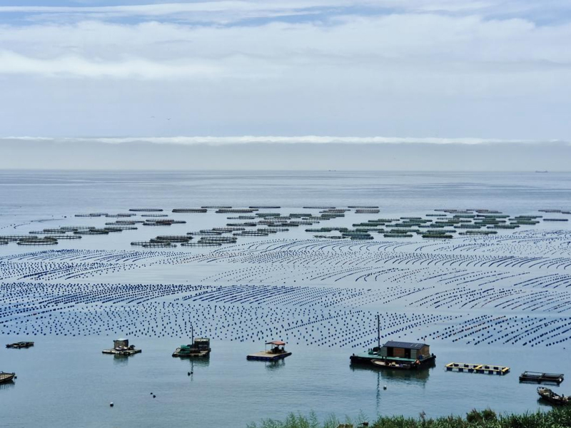 溫州大黃魚養殖。溫州市農業農村局供圖