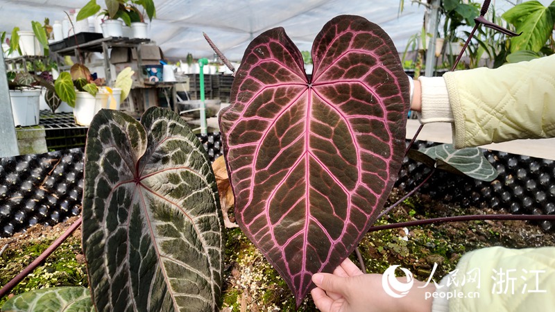 脈絡清晰、有絲絨水晶質感的“紅水晶”母本葉片。人民網 方彭依夢攝