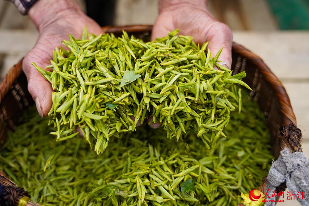 在浙江淳安，茶農整理剛采摘來的春茶。人民網 章勇濤攝