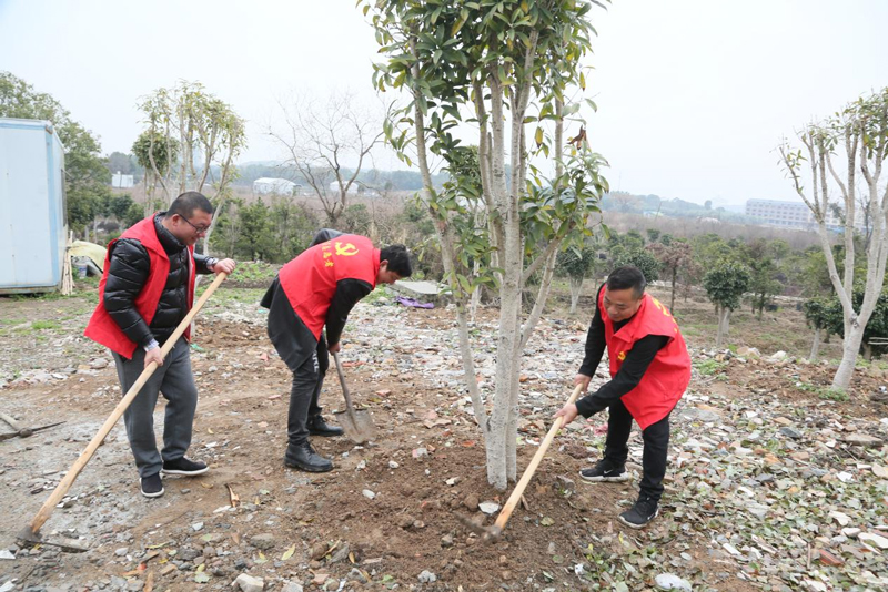 黨員栽種桂花樹苗。峰江街道供圖