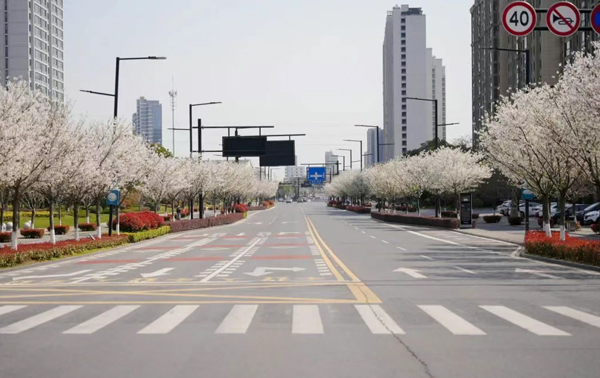 桐鄉這條1.6公里的路，上演頂級浪漫！