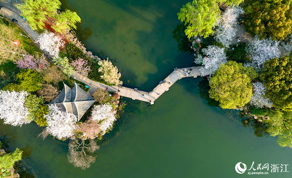 近日，紹興市柯橋區瓜渚湖畔的櫻花和郁金香大面積盛開，吸引游客前來賞花踏青。人民網 章勇濤攝