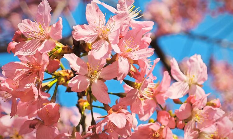 就在城區！麗水“櫻花公園”美出圈