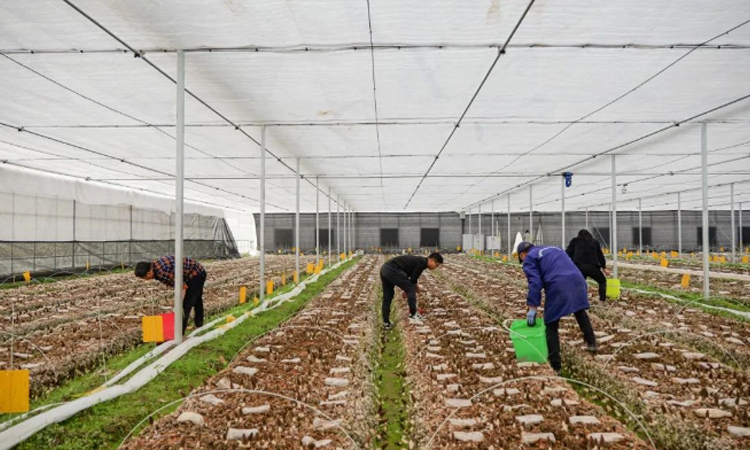 以“千萬工程”為牽引 共繪鄉村全面振興新畫卷