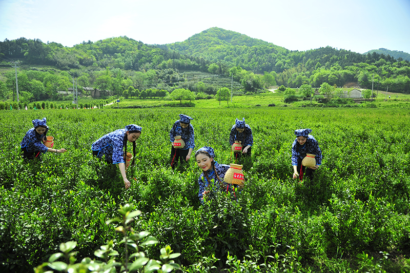 廬江名茶“白云春毫”研學基地。廬江縣委宣傳部供圖