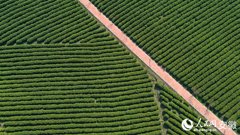 3月下旬，俯瞰郎溪白茶種植園。人民網記者 張俊攝