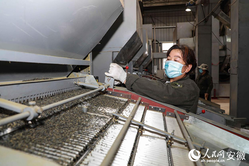 安徽金寨，工人加工出口的夏秋茶。人民網記者 張俊攝