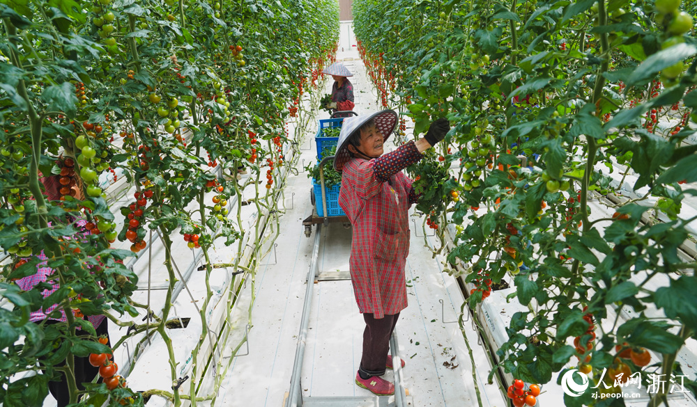 在浙江嘉善縣魏塘街道長秀村一農業開發有限公司智慧溫室內，工人正在為串收番茄整枝。人民網記者 郭揚攝