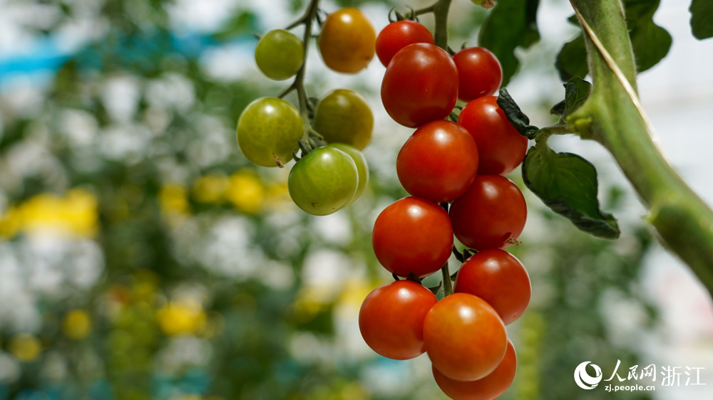 串收番茄像葡萄一樣成串生長，每串可結果10余顆。人民網記者 郭揚攝