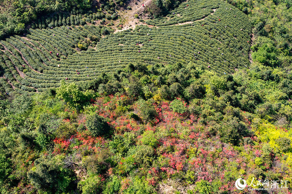 百余名茶農趁著晴好天氣采摘新茶。人民網 章勇濤攝