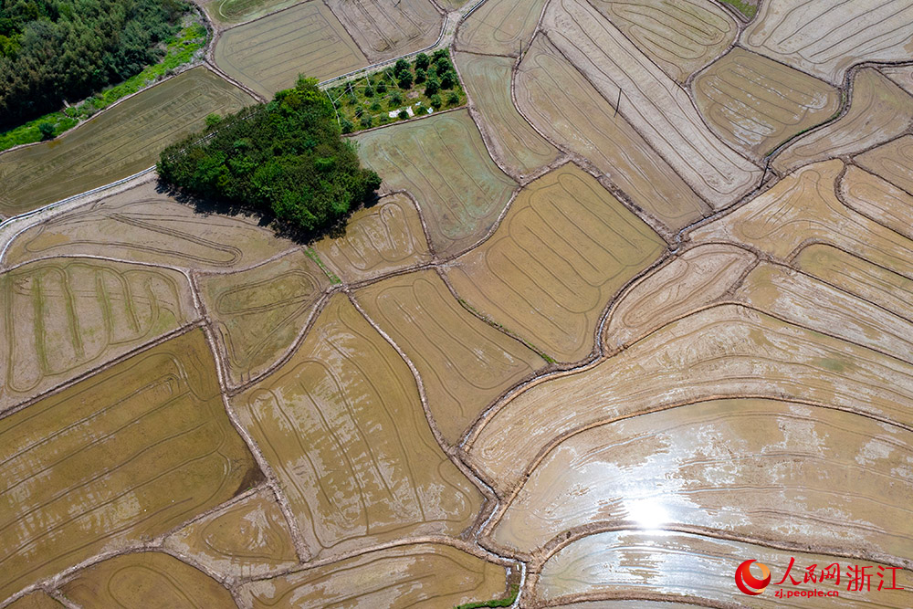 空中俯瞰寧波市寧?？h前童鎮大鄭村，翻耕后的水田阡陌縱橫。人民網 章勇濤攝