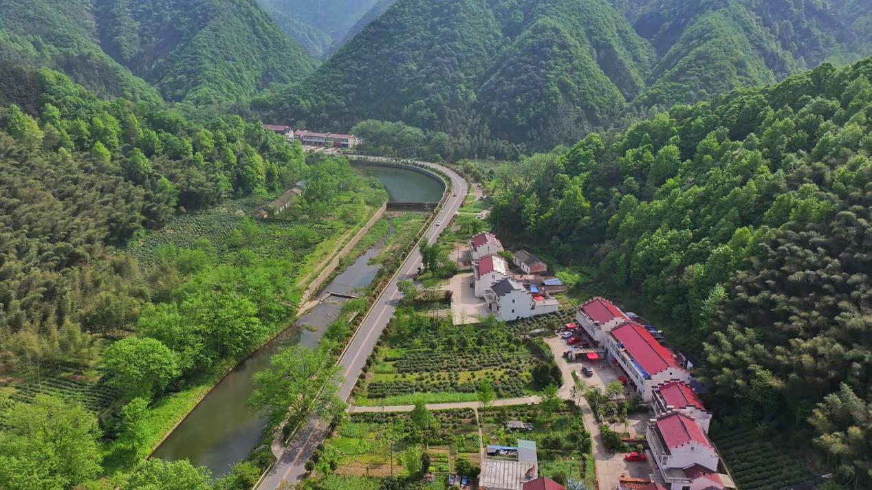 俯瞰金安區毛坦廠鎮東石筍村的茶山竹海。金安區委宣傳部供圖