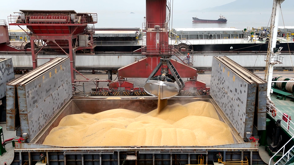 船上滿載的大豆正借助碼頭門機抓斗運轉至二程船上。陳雨露攝