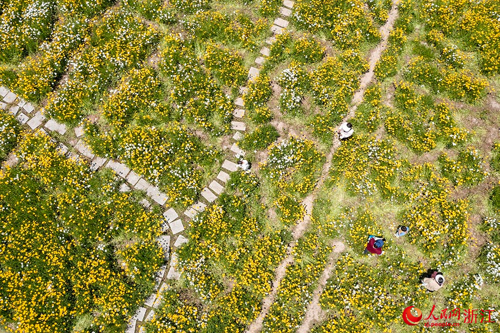 寧波市北侖區梅山灣梅山紅橋下，一片花海景色吸引了眾多游客前來觀賞。人民網 章勇濤攝