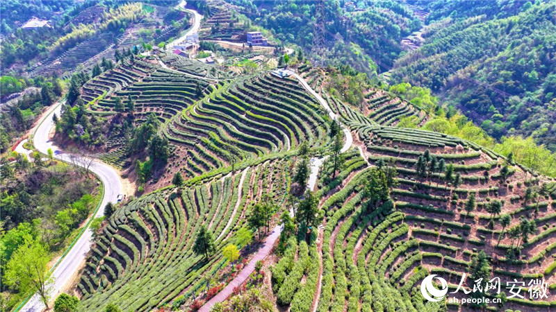 俯瞰金寨縣留坪茶園。人民網 郭昊攝