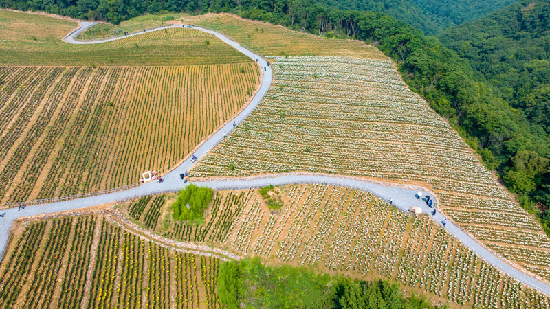道士橋村百合花基地。寧?？h委宣傳部供圖
