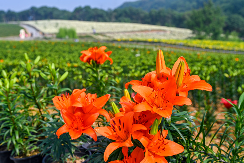 基地里的紅色百合花。寧?？h委宣傳部供圖