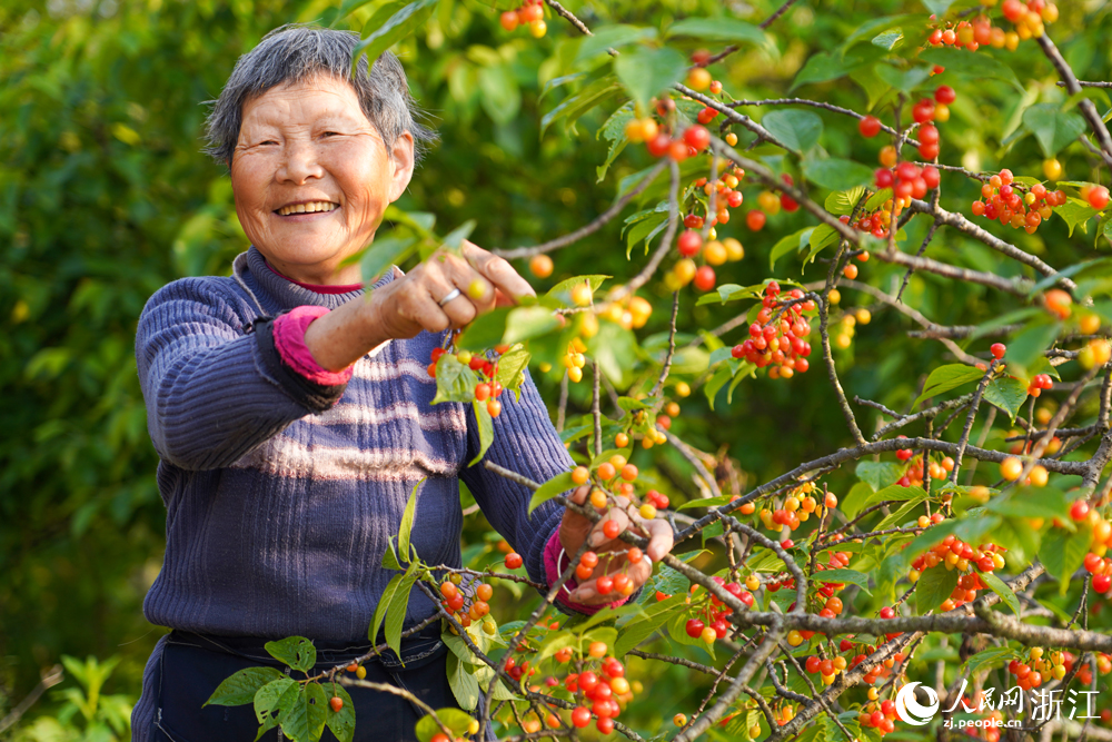 百照村村民在采摘櫻桃。人民網 章勇濤攝