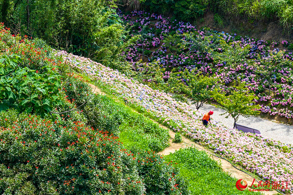 在紹興市柯橋區蘭亭街道古筑村，漫山遍野都是盛開的鮮花。人民網 章勇濤攝