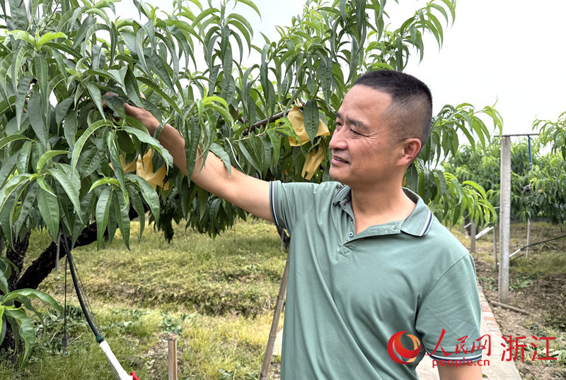 應華興在果園內檢查水蜜桃的套袋情況。人民網 方彭依夢攝