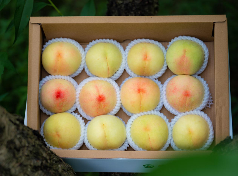 三星村水蜜桃。三星村供圖