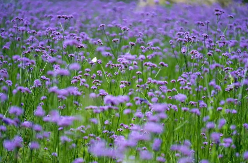 絕美！溫嶺市區，一大片紫色花海