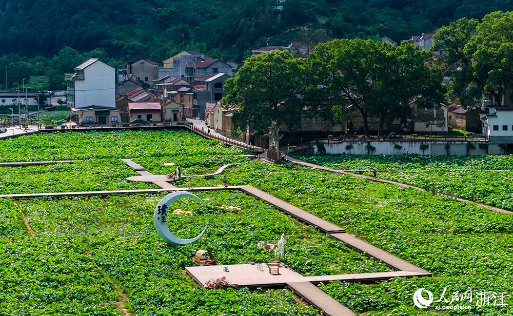近日，浙江省嵊州市貴門鄉璞玉村的荷花競相綻放。人民網 章勇濤攝