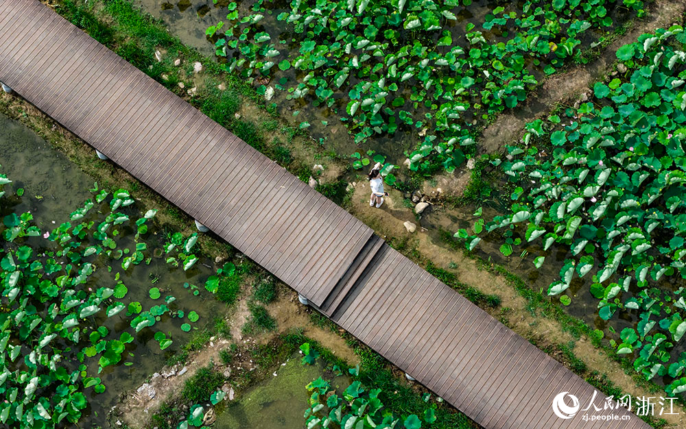 近日，浙江省嵊州市貴門鄉璞玉村的荷花競相綻放。人民網 章勇濤攝