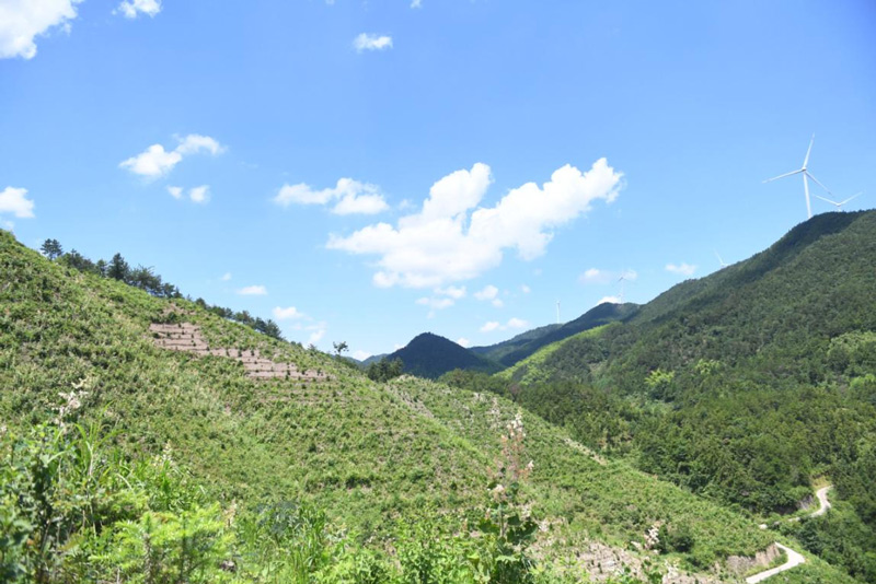 天山村油茶基地。磐安縣煙草專賣局供圖
