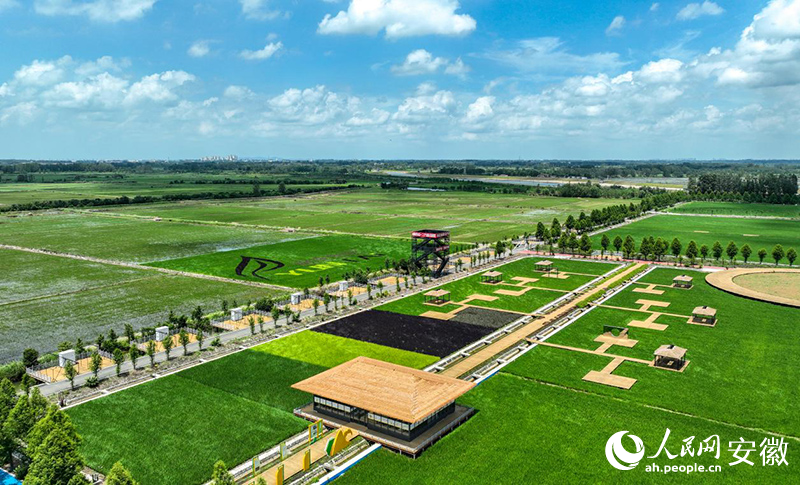 俯瞰大英鎮成片的水稻田。人民網記者 陶濤攝