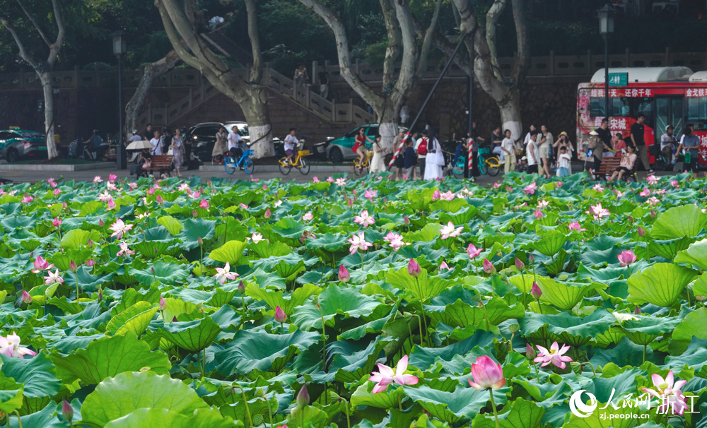 西湖荷花進入最佳觀賞期。人民網記者 郭揚攝