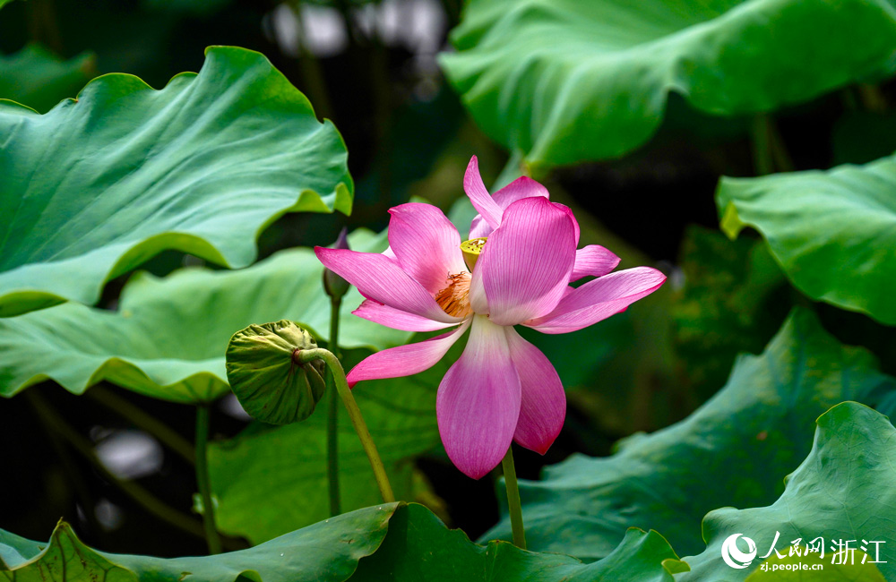 西湖荷花進入最佳觀賞期。人民網記者 郭揚攝