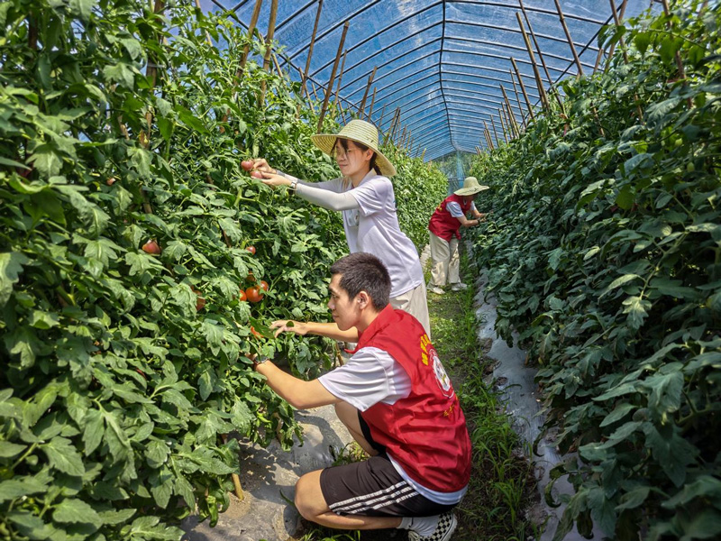 青年志愿者開展助農活動。蓮都區委宣傳部供圖